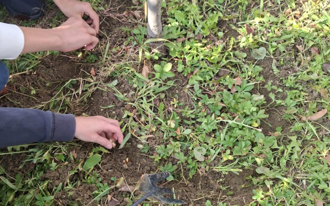 MALGAJEVCI IN PROJEKT KROKUS